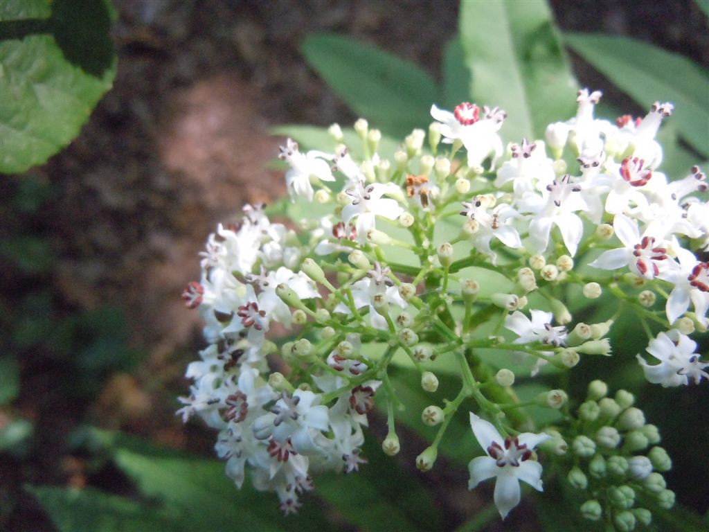 Pianta dagli Astroni - Sambucus ebulus